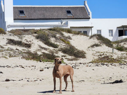 Dunstone Beach House Jacobs Bay Western Cape South Africa Dog, Mammal, Animal, Pet, Beach, Nature, Sand