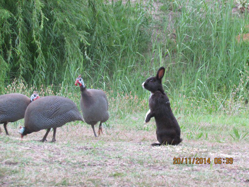 Durnford S Lodge Ladysmith Kwazulu Natal Kwazulu Natal South Africa Goose, Bird, Animal