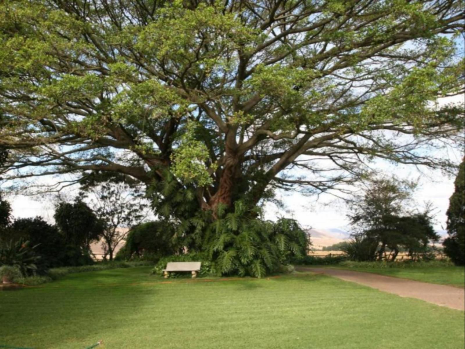 Dusk To Dawn B And B Piet Retief Mpumalanga South Africa Plant, Nature, Tree, Wood