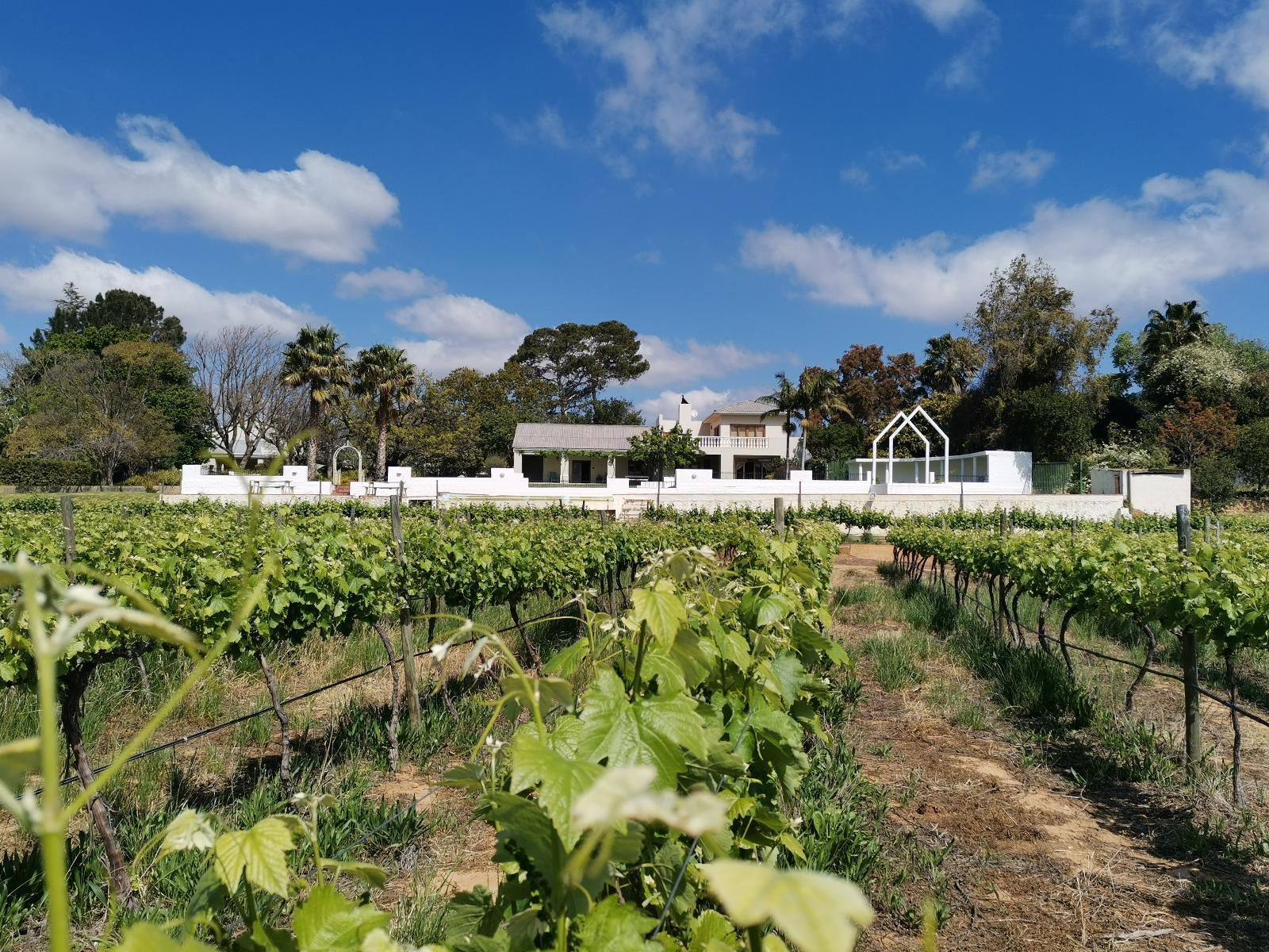 Duvon Farmhouse Robertson Western Cape South Africa Complementary Colors, Field, Nature, Agriculture, Food, Garden, Plant