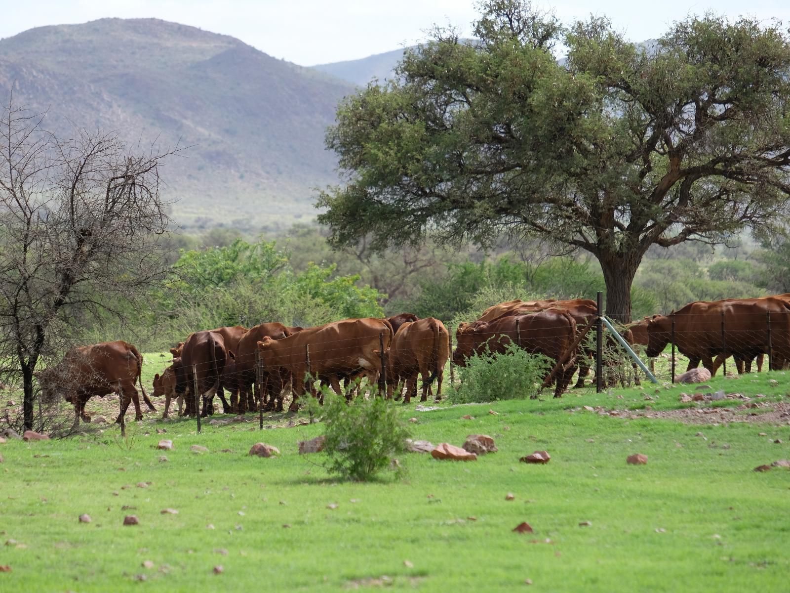 Duwisib Guest Farm, Cow, Mammal, Animal, Agriculture, Farm Animal, Herbivore