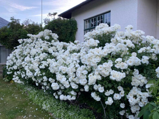 Dwarsvlei Guest House Middelburg Eastern Cape Eastern Cape South Africa Blossom, Plant, Nature, Flower, Rose