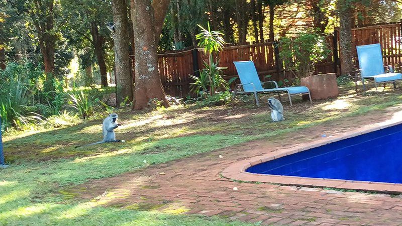 Eagle Creek Resorts Sabie Sabie Mpumalanga South Africa Primate, Mammal, Animal, Garden, Nature, Plant, Swimming Pool