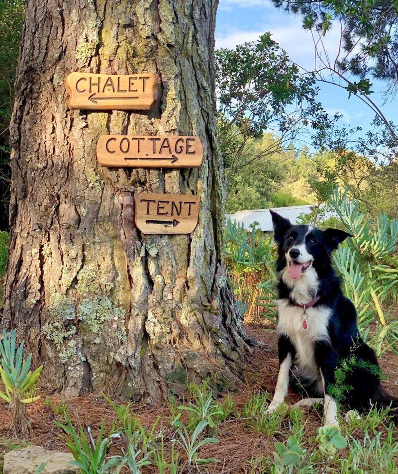 Eagles Call Cottages And Tent Wilderness Western Cape South Africa Dog, Mammal, Animal, Pet