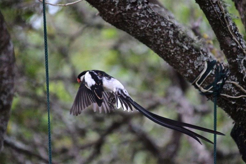 Eagles Call Cottages And Tent Wilderness Western Cape South Africa Unsaturated, Bird, Animal