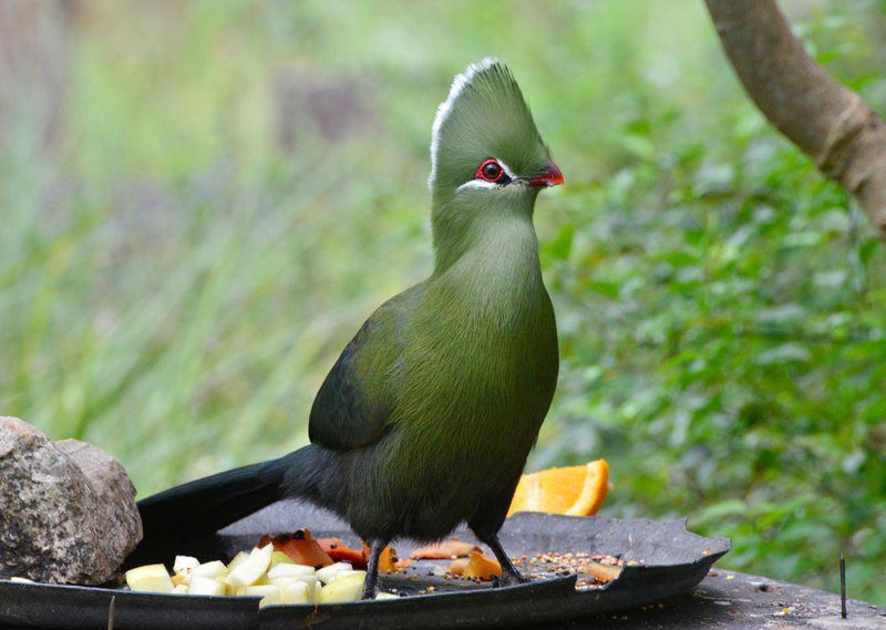 Eagles Call Cottages And Tent Wilderness Western Cape South Africa Bird, Animal