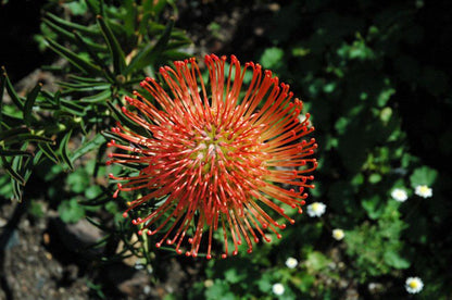 Eagles Call Cottages And Tent Wilderness Western Cape South Africa Plant, Nature