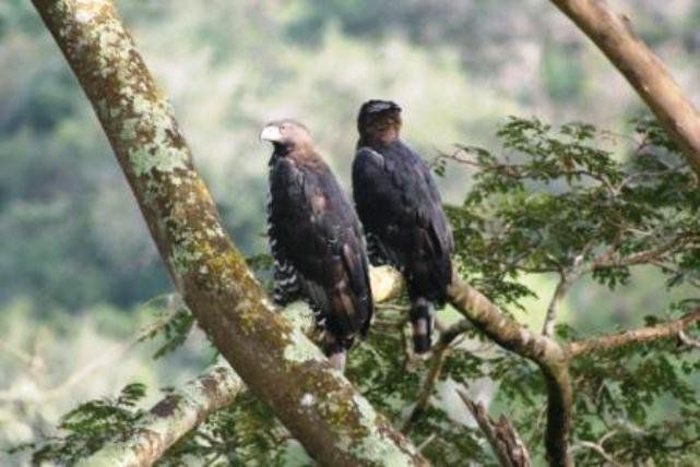 Eagle S View Bandb Kloof Durban Kwazulu Natal South Africa Vulture, Bird, Animal
