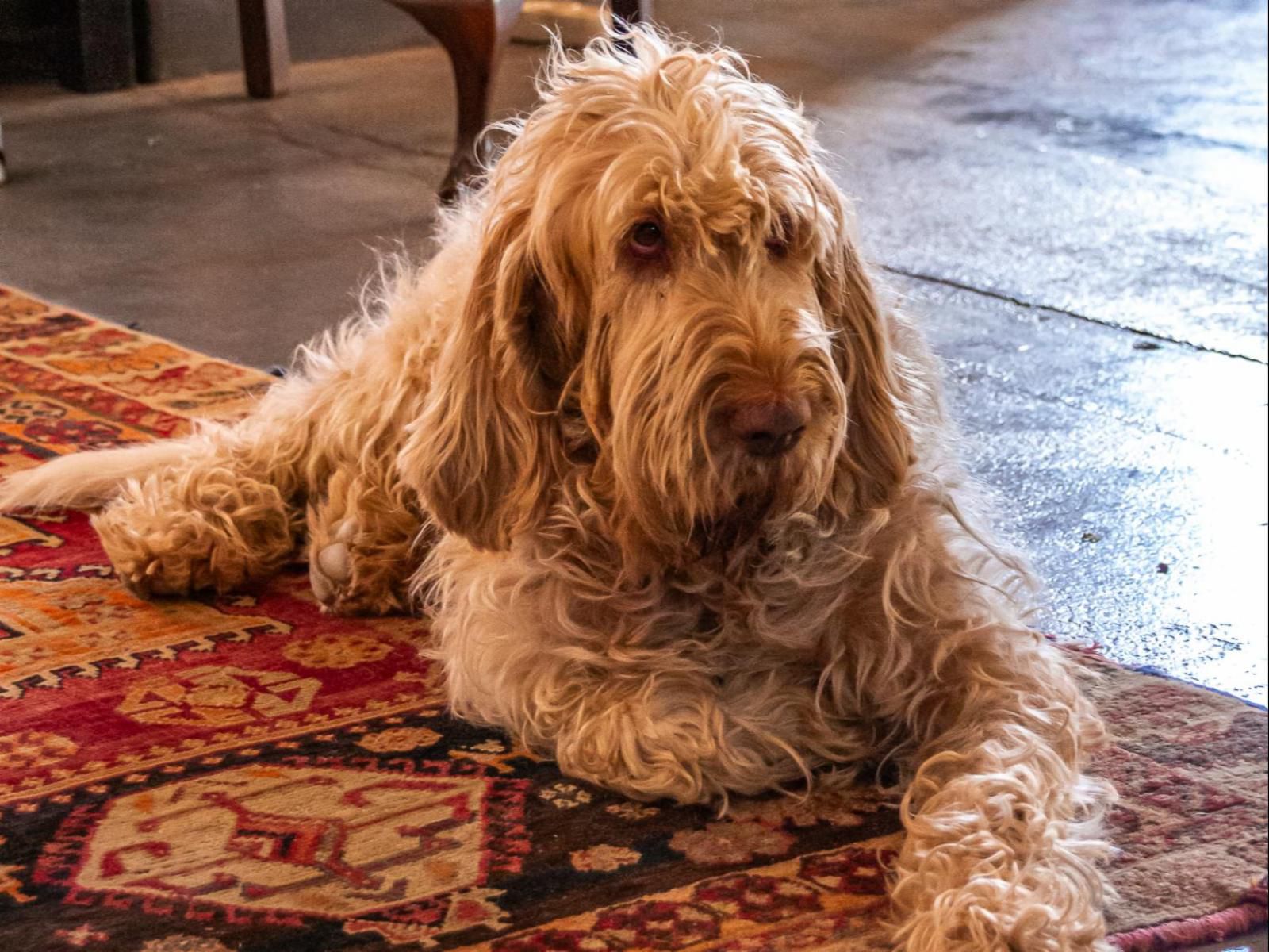 Ebonymoon Guest House, Dog, Mammal, Animal, Pet