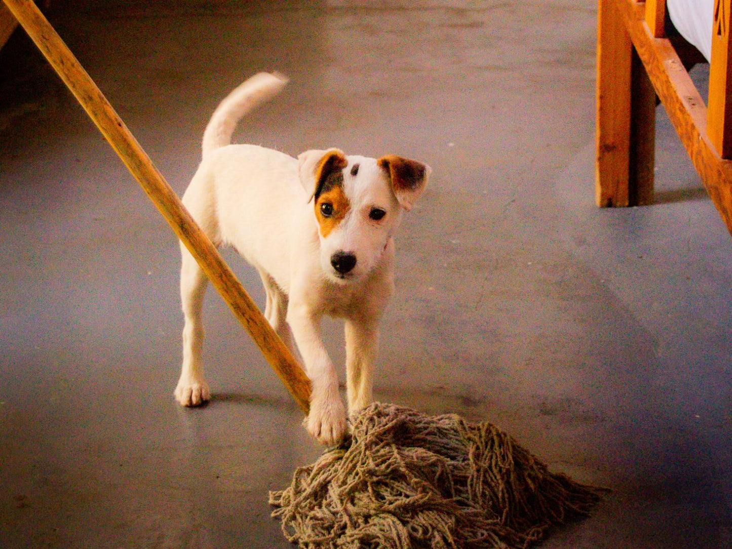 Ebonymoon Guest House, Dog, Mammal, Animal, Pet