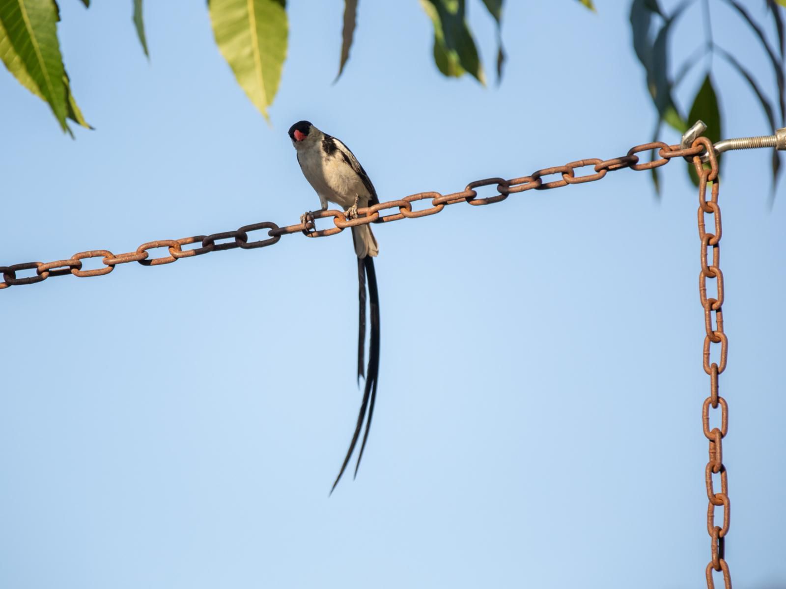 Ebonymoon Guest House And Studio Porterville Western Cape South Africa Colorful, Bird, Animal