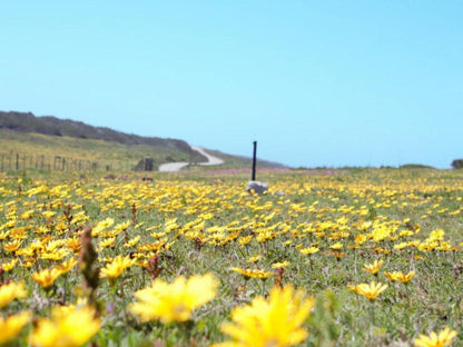 Eco Marine Lodge And Venue Gouritz Western Cape South Africa Complementary Colors, Colorful, Field, Nature, Agriculture, Flower, Plant