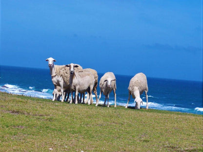 Eco Marine Lodge And Venue Gouritz Western Cape South Africa Complementary Colors, Colorful, Sheep, Mammal, Animal, Agriculture, Farm Animal, Herbivore