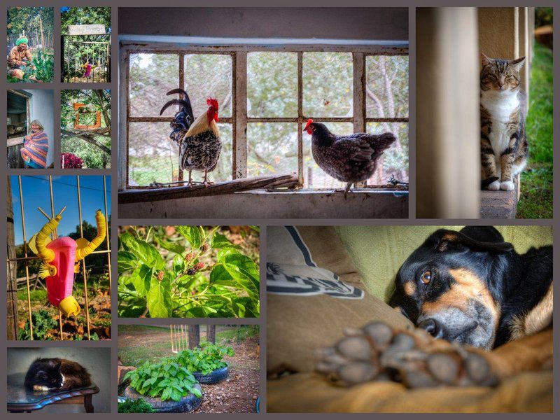 Ecolodge Greyton Greyton Western Cape South Africa Chicken, Bird, Animal, Agriculture, Farm Animal