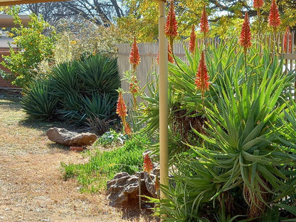 Edelrose Universitas Bloemfontein Free State South Africa Plant, Nature, Garden