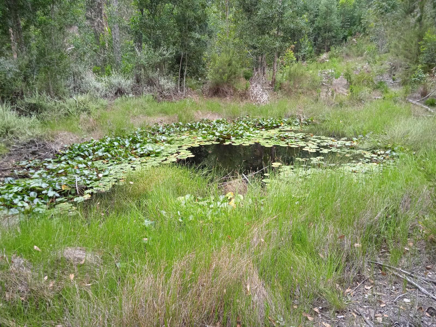 Edenbrook Country Manor, Meadow, Nature, River, Waters, Tree, Plant, Wood