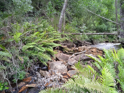 Edenbrook Country Manor, Forest, Nature, Plant, Tree, Wood, River, Waters, Waterfall, Garden