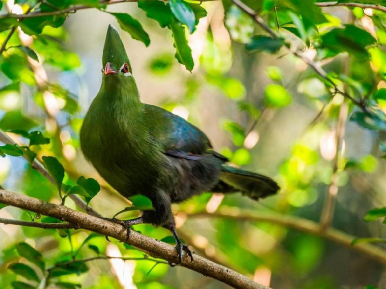 Edenbrook Country Manor, Colorful, Bird, Animal