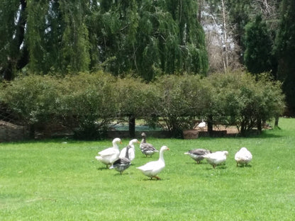 Eden Guest Lodge Kempton Park Johannesburg Gauteng South Africa Goose, Bird, Animal