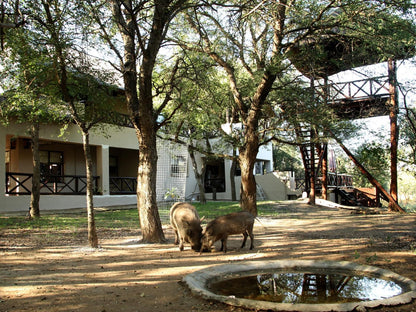 Eden Safari Country House Waterhole Marloth Park Mpumalanga South Africa 