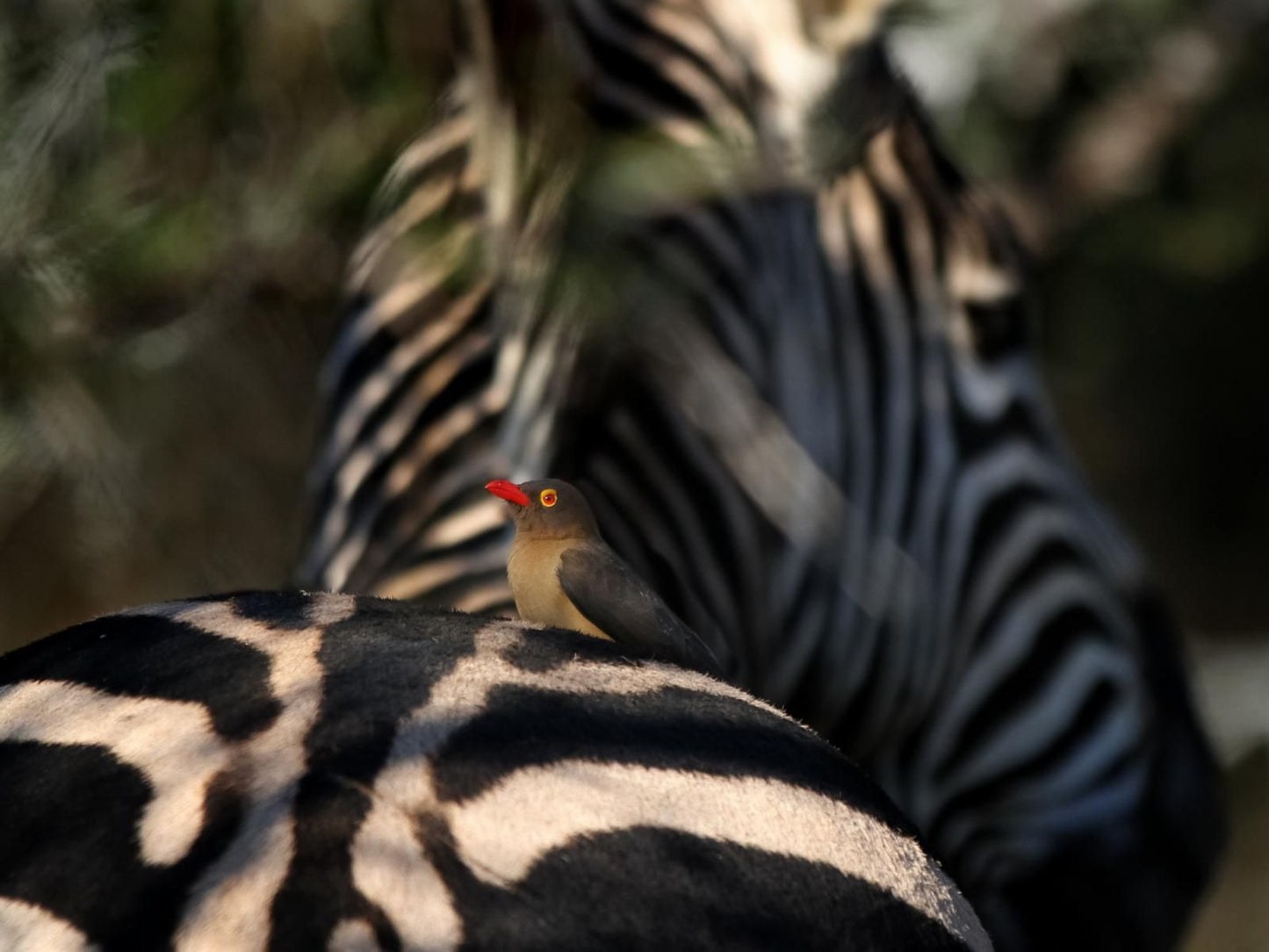 Eden Safari Country House Waterhole Marloth Park Mpumalanga South Africa Bird, Animal