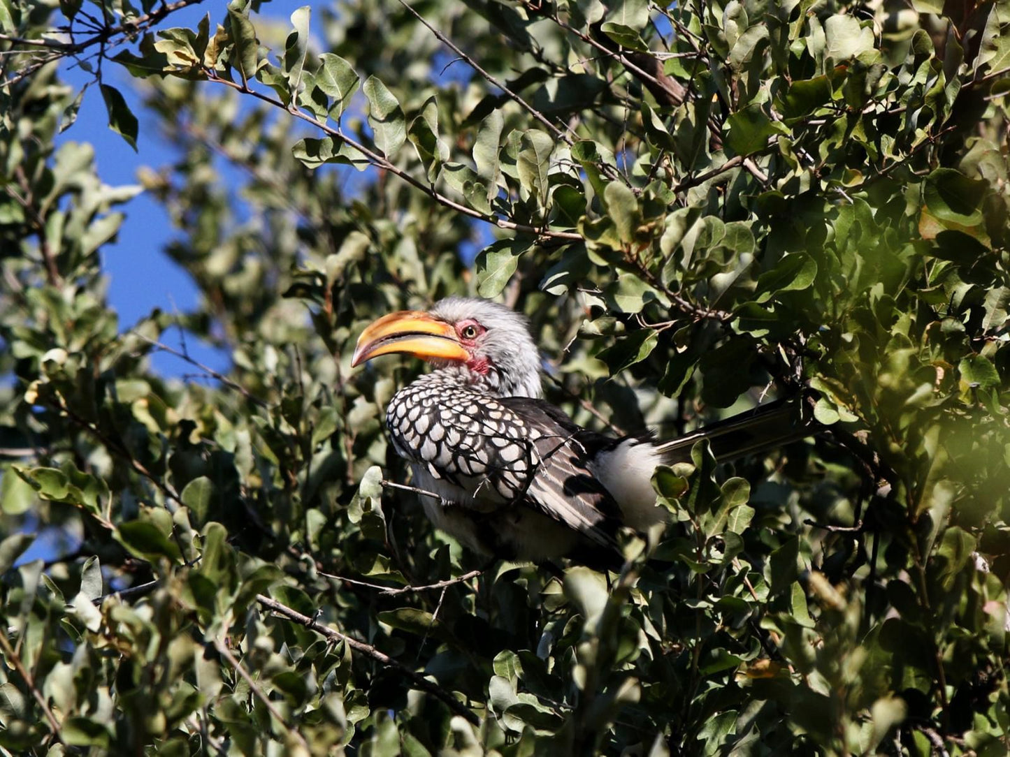 Eden Safari Country House Waterhole Marloth Park Mpumalanga South Africa Bird, Animal