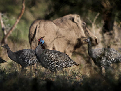 Eden Safari Country House Waterhole Marloth Park Mpumalanga South Africa Bird, Animal