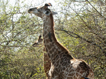 Eden Safari Country House Waterhole Marloth Park Mpumalanga South Africa Giraffe, Mammal, Animal, Herbivore