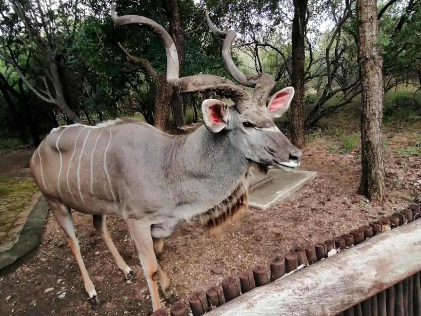 Eden Safari Country House Waterhole Marloth Park Mpumalanga South Africa Animal