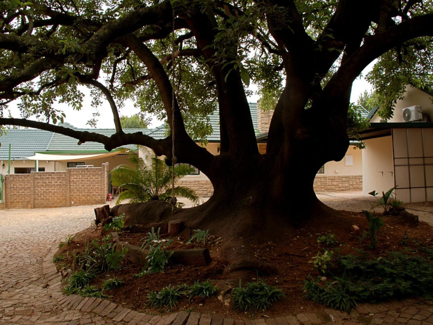 Edenvale Guest House Edenvale Johannesburg Gauteng South Africa Plant, Nature, Tree, Wood