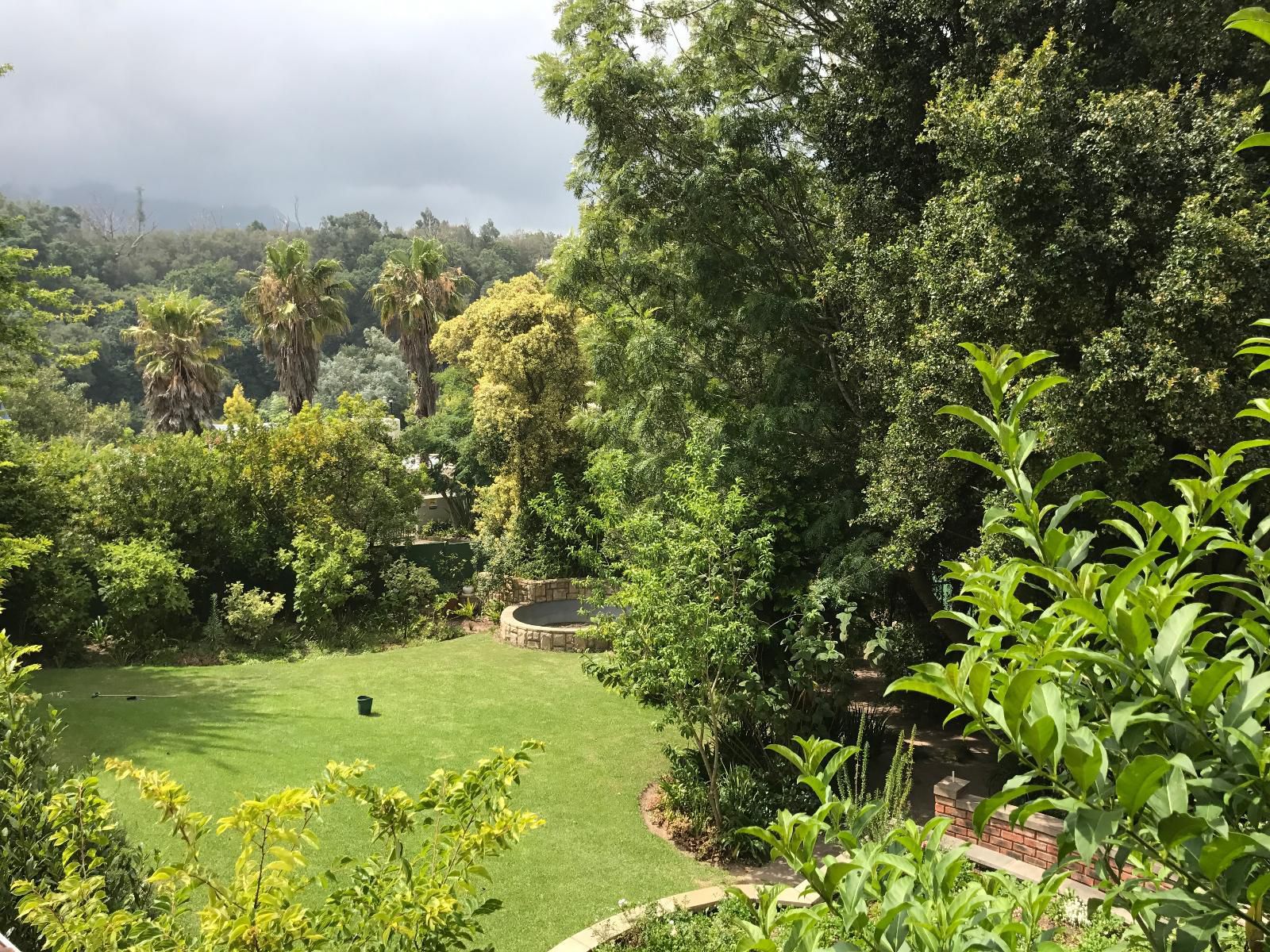 Edenwood House, Palm Tree, Plant, Nature, Wood, Garden