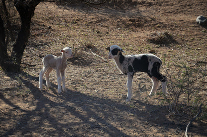Eenzaamheid Holiday Farm Graaff Reinet Eastern Cape South Africa Dog, Mammal, Animal, Pet, Goat, Herbivore
