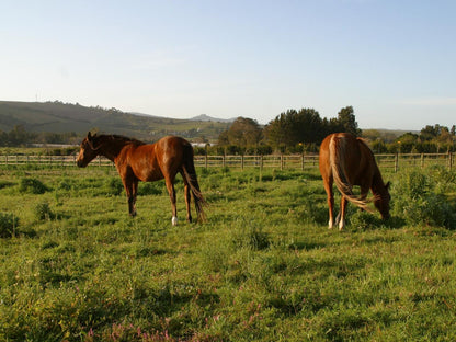 Eerstebosch Lyndoch Stellenbosch Stellenbosch Western Cape South Africa Horse, Mammal, Animal, Herbivore, Field, Nature, Agriculture