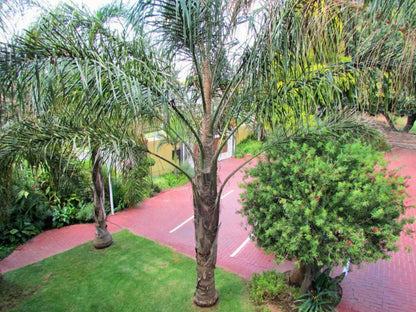 Egyptian Sands Guest House Witbank Emalahleni Mpumalanga South Africa Palm Tree, Plant, Nature, Wood, Garden