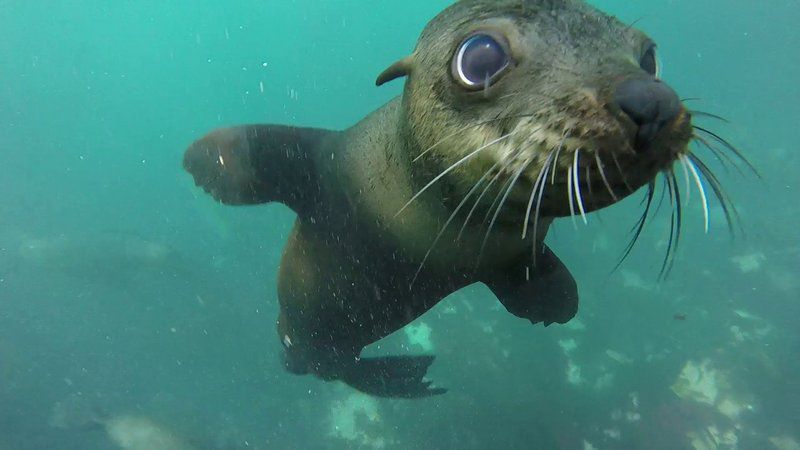 8 Day 7 Night Boot Camp Challenge Package Table View Blouberg Western Cape South Africa Seal, Mammal, Animal, Predator, Diving, Funsport, Sport