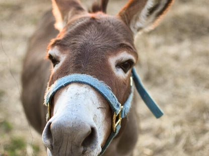 Eikehof Farm, Donkey, Mammal, Animal, Herbivore