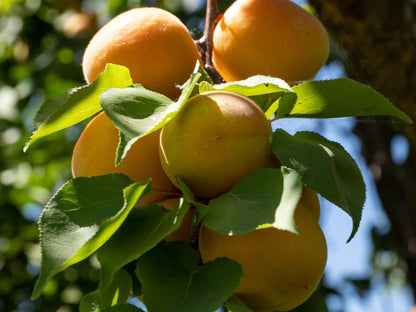 Eikehof Farm, Colorful, Apricot, Fruit, Food