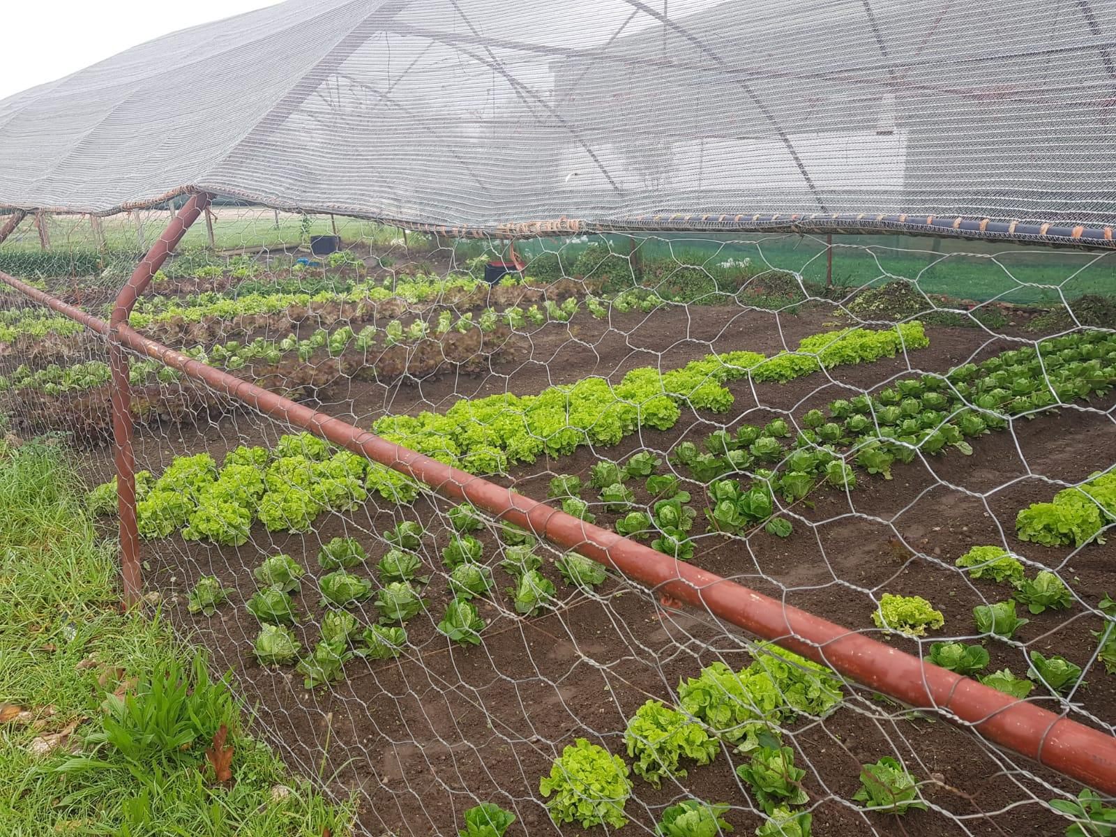 Eikelaan Farm Cottages Tulbagh Western Cape South Africa Vegetable, Food