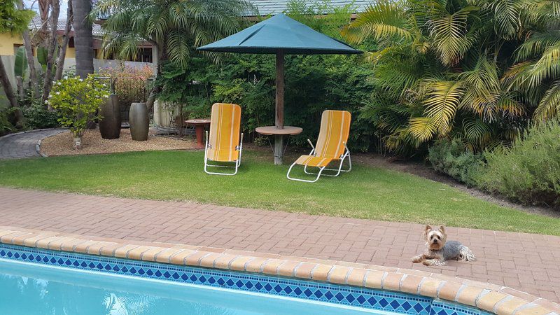 Eikepark Die Boord Stellenbosch Western Cape South Africa Dog, Mammal, Animal, Pet, Palm Tree, Plant, Nature, Wood, Swimming Pool