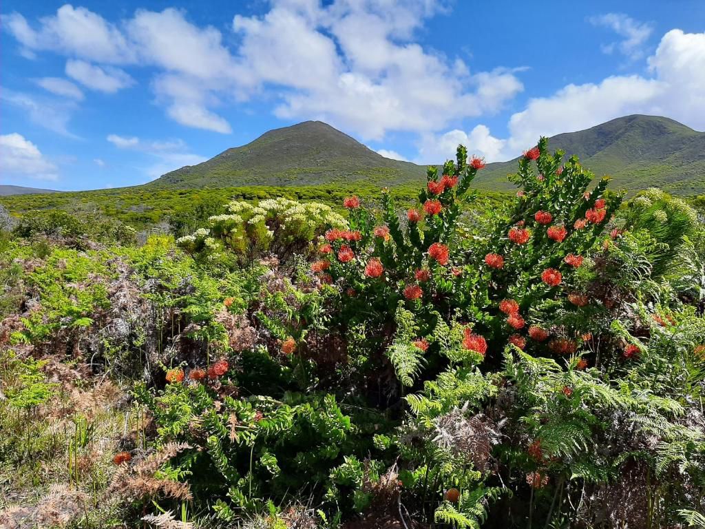 Eirene Place De Kelders Western Cape South Africa Complementary Colors, Mountain, Nature, Volcano