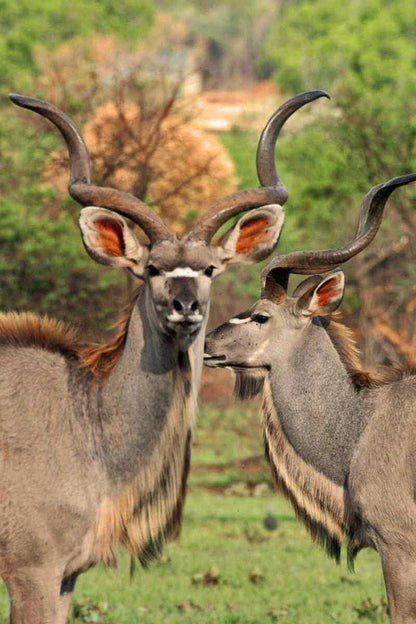 Ekukhuleni Game Farm And Cottages Hekpoort Krugersdorp North West Province South Africa Animal