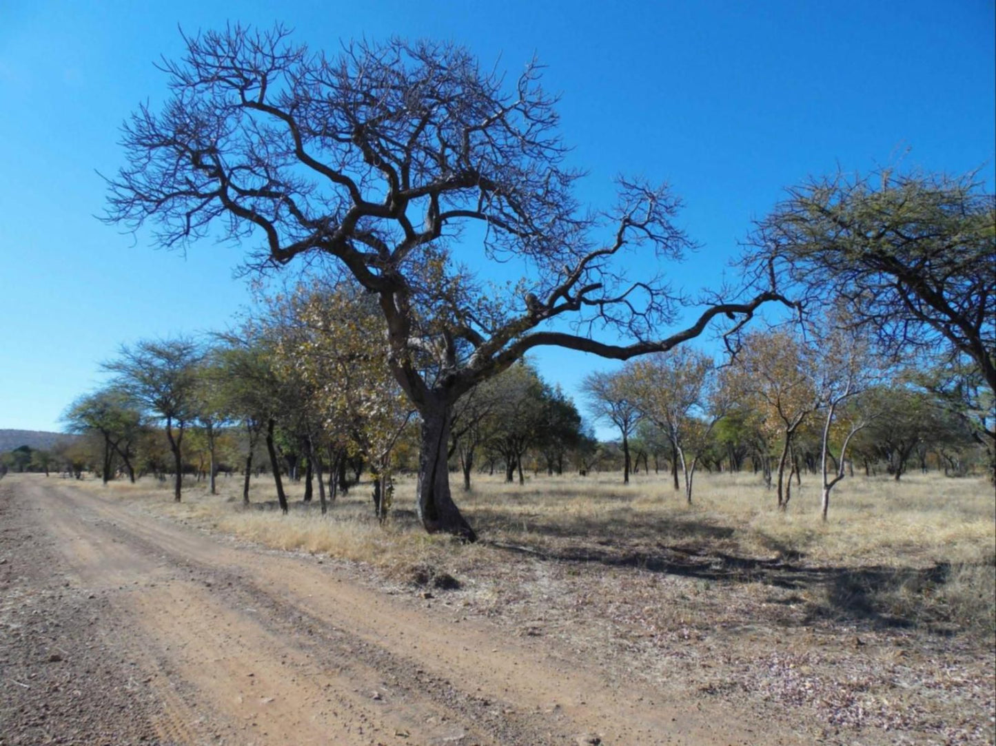 El Rancho Grande Jinnah Park Bela Bela Warmbaths Limpopo Province South Africa Tree, Plant, Nature, Wood, Desert, Sand, Lowland