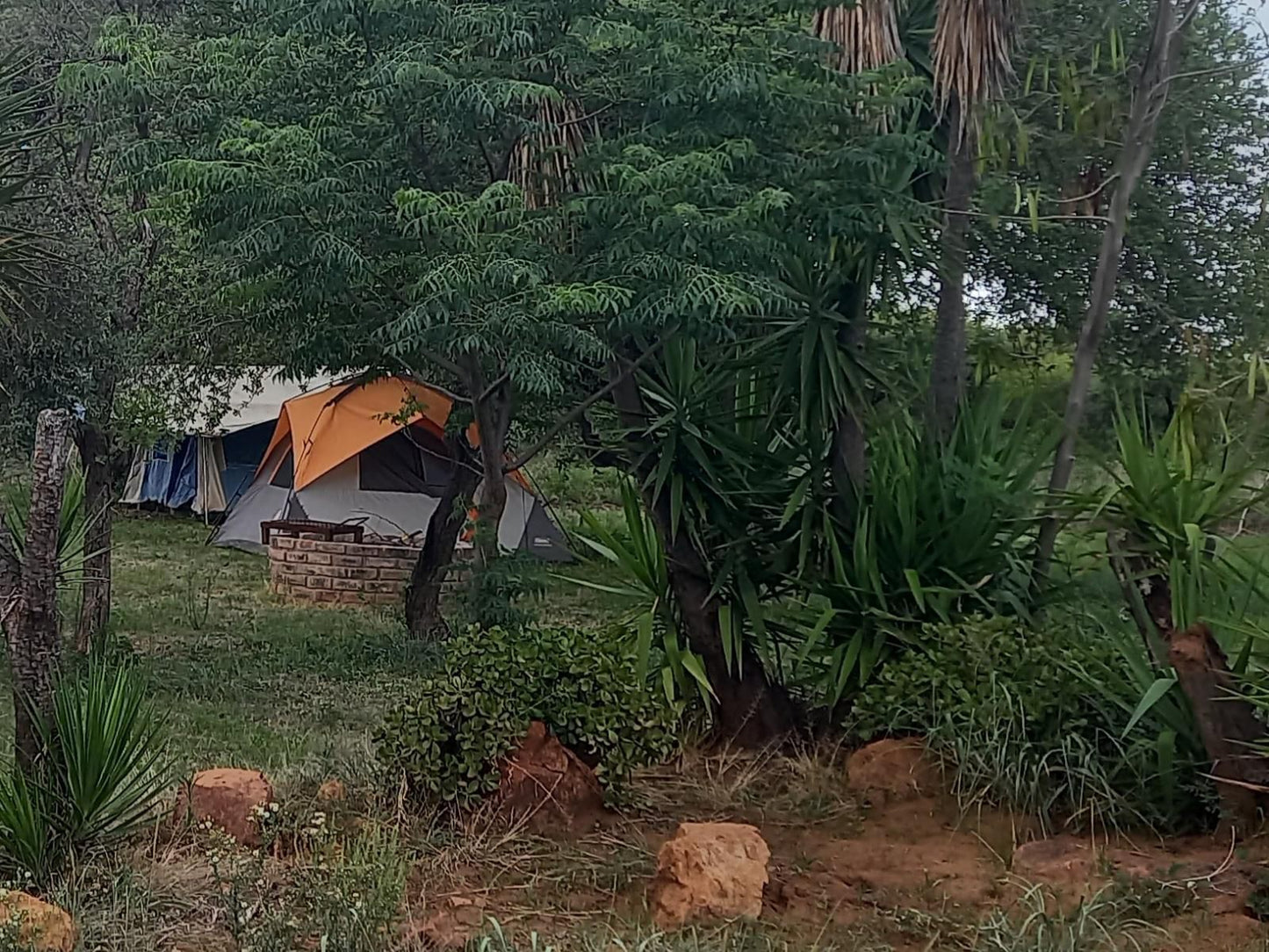 El Rancho Grande Jinnah Park Bela Bela Warmbaths Limpopo Province South Africa Palm Tree, Plant, Nature, Wood, Tent, Architecture