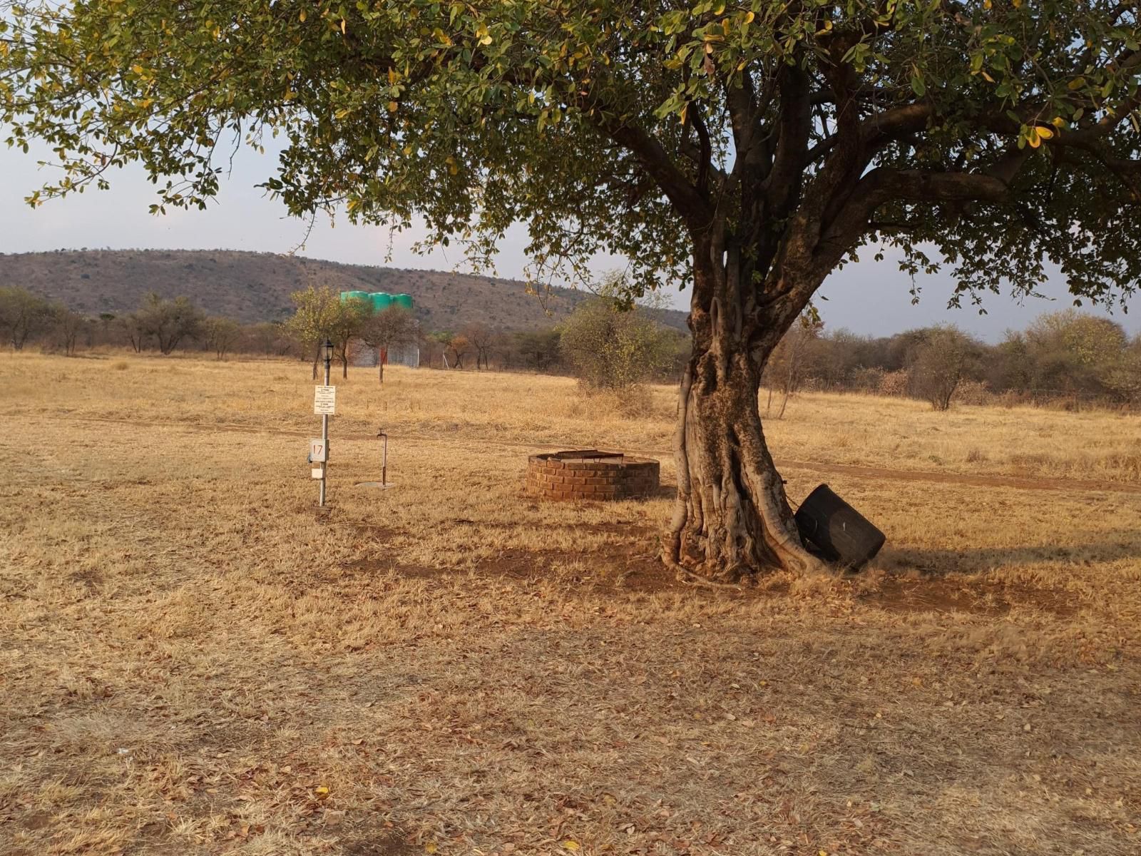 El Rancho Grande Jinnah Park Bela Bela Warmbaths Limpopo Province South Africa Tree, Plant, Nature, Wood