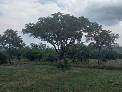 El Rancho Grande Jinnah Park Bela Bela Warmbaths Limpopo Province South Africa Tree, Plant, Nature, Wood, Lowland