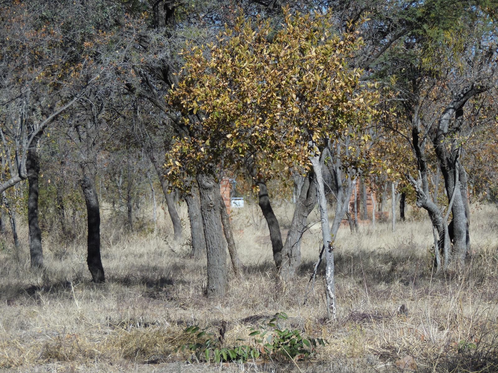 El Rancho Grande Jinnah Park Bela Bela Warmbaths Limpopo Province South Africa Forest, Nature, Plant, Tree, Wood, Lowland