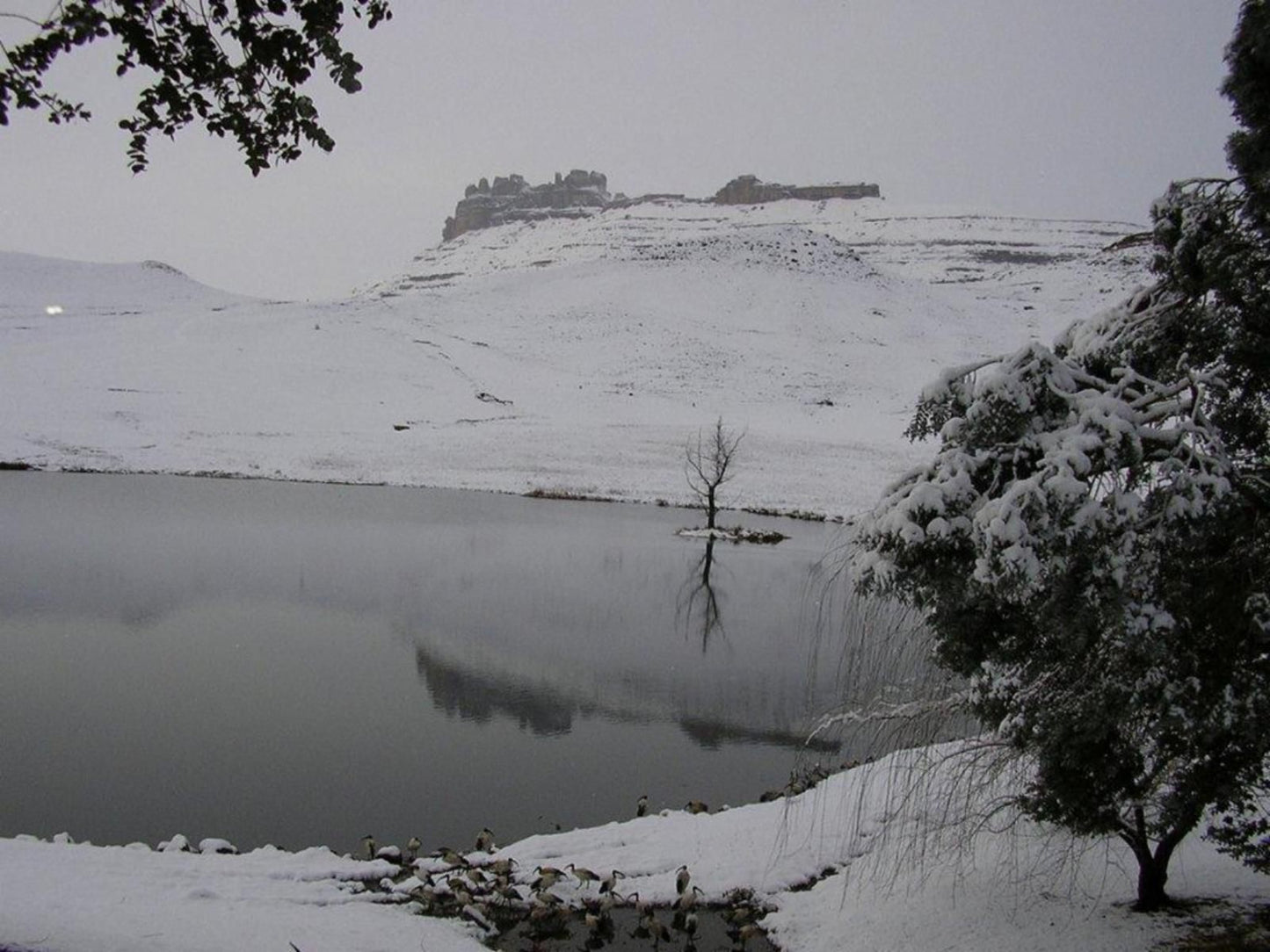 Eland Valley Resort Drakensberg Gardens Kwazulu Natal South Africa Colorless, Nature, Winter Landscape, Snow, Winter