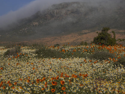 Elands Bay Hotel, Meadow, Nature, Plant