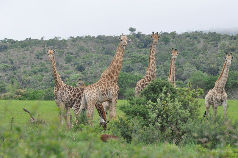 Elandsvlei Estate Chalet Waterberg Limpopo Province South Africa Giraffe, Mammal, Animal, Herbivore