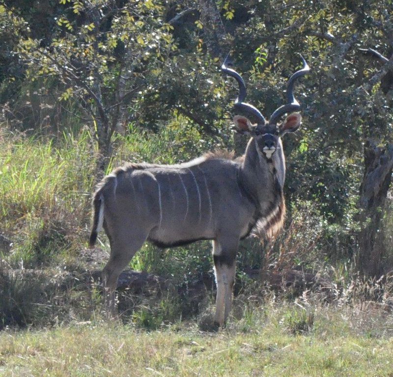 Elandsvlei Estate Chalet Waterberg Limpopo Province South Africa Unsaturated, Gnu, Mammal, Animal, Herbivore, Water Buffalo